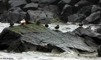 Steller's Eider Polysticta stelleri