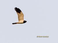 Pied harrier C20D 02439.jpg