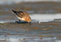 Red-necked stint C20D 02285.jpg