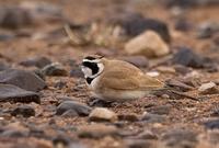 hornlerke / temminck`s horned lark (Eremophila bilopha)