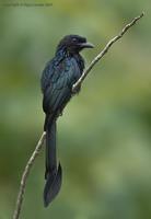 Greater-recket-tailed-Drongo