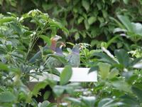 Fruit Dove Feeding Frenzy