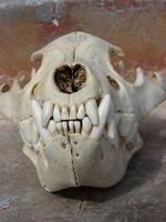Front View of a Brown Hyena's skull