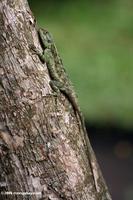 Blue-headed Tree Agama (Acanthocerus atricollis) on a tree trunk