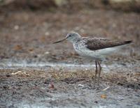 Common Greenshank (Tringa nebularia)