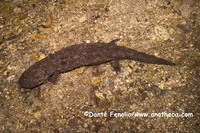 : Andrias japonicus; Japanese Giant Salamander