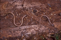 : Batrachoseps attenuatus; California Slender Salamander