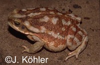 : Bufo arenarum