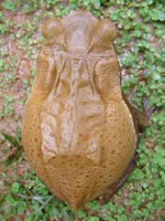 : Bufo guttatus