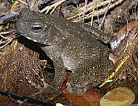 : Bufo juxtasper