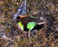 : Mantella pulchra