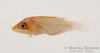 : Halichoeres sp.