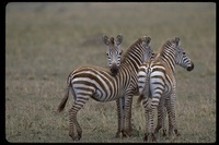 : Equus burchellii; Burchell's Zebra