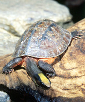 : Cuora trifasciata; Chinese Three-striped Box Turtle