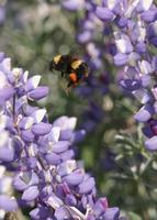 : Bombus crotchii; Bumble Bee