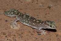 : Diplodactylus conspicillatus; Fat-tailed Gecko