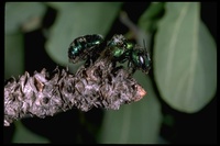 : Osmia sp.; Leaf Cutting Bee