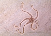 : Fossilized brittlestar in sandstone
