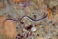 : Micrura verrilli; Purple Ribbon Worm