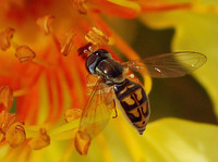 : Syrphid fly; Flower Fly, Hover Fly