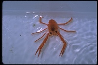 : Pleuroncodes planipes; Pelagic Red Crab