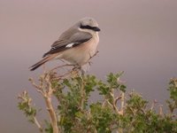 Hybrid shrike (L. collurio/isabellinus). E of Tsagaan nuur, 29 May.