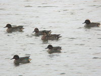 Anas formosa Baikal Teal トモエガモ