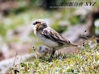 Montifringilla ruficollis Rufous-necked Snowfinch 棕頸雪雀 116-004