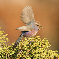 Svertsov's Tit-warbler