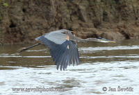 Photo of volavka velká Ardea herodias Great Blue Heron Kanadareiher Garza