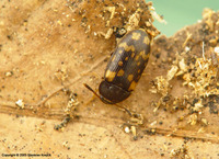 Mycetophagus atomarius