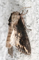 Egira conspicillaris - Silver Cloud