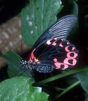 Papilio rumanzovia - Scarlet Mormon