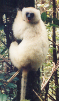 Silky sifaka (Propithecus candidus)