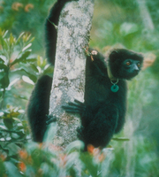 Milne-Edward's sifaka (Propithecus edwardsi)