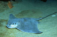 Myliobatis californica, Bat eagle ray: aquarium