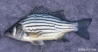 Morone mississippiensis, Yellow bass: gamefish