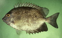 Siganus vermiculatus, Vermiculated spinefoot: fisheries, aquaculture, aquarium