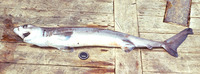 Pseudocarcharias kamoharai, Crocodile shark: fisheries