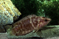 Ctenopoma nebulosum, :