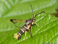 Synanthedon vespiformis - Yellow-legged Clearwing