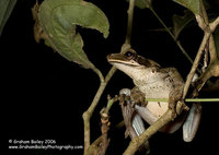 Bromiliad Tree Frog - Osteocephalus sp.