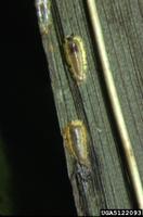 Asterolecanium inlabefactum