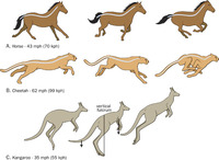 Image of: Mammalia (mammals)