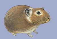 Image of: Ochotona rufescens (Afghan pika)