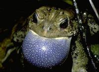 Image of: Bufo americanus (American toad)