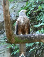 Milvus milvus - Red Kite