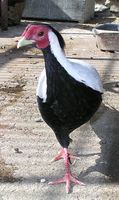 Lophura nycthemera - Silver Pheasant