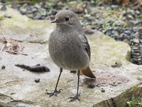 Phoenicurus ochruros - Black Redstart