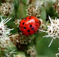 Image of: Harmonia axyridis